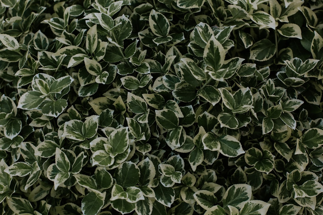 green and white leafed plant