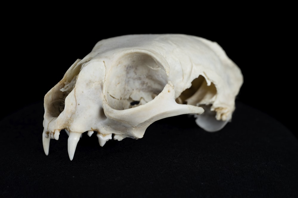 crâne d’animal blanc
