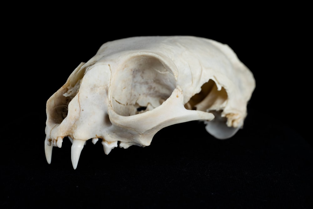 white animal skull