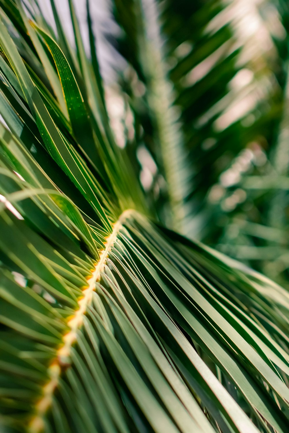 green palm tree