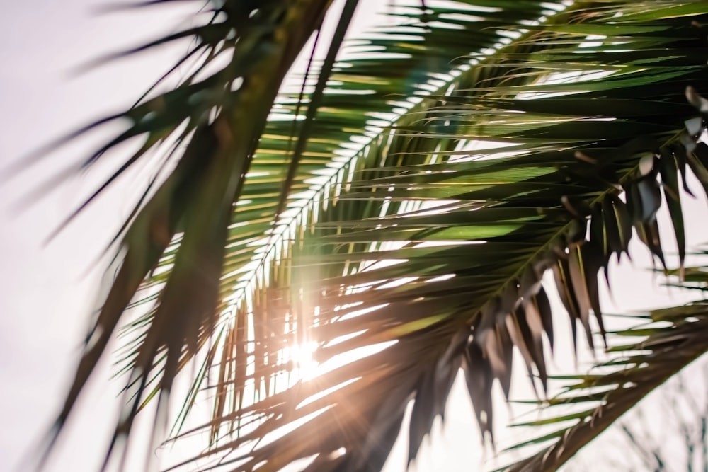 selective focus photography of green palm tree