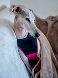 short-coated gray dog on sofa
