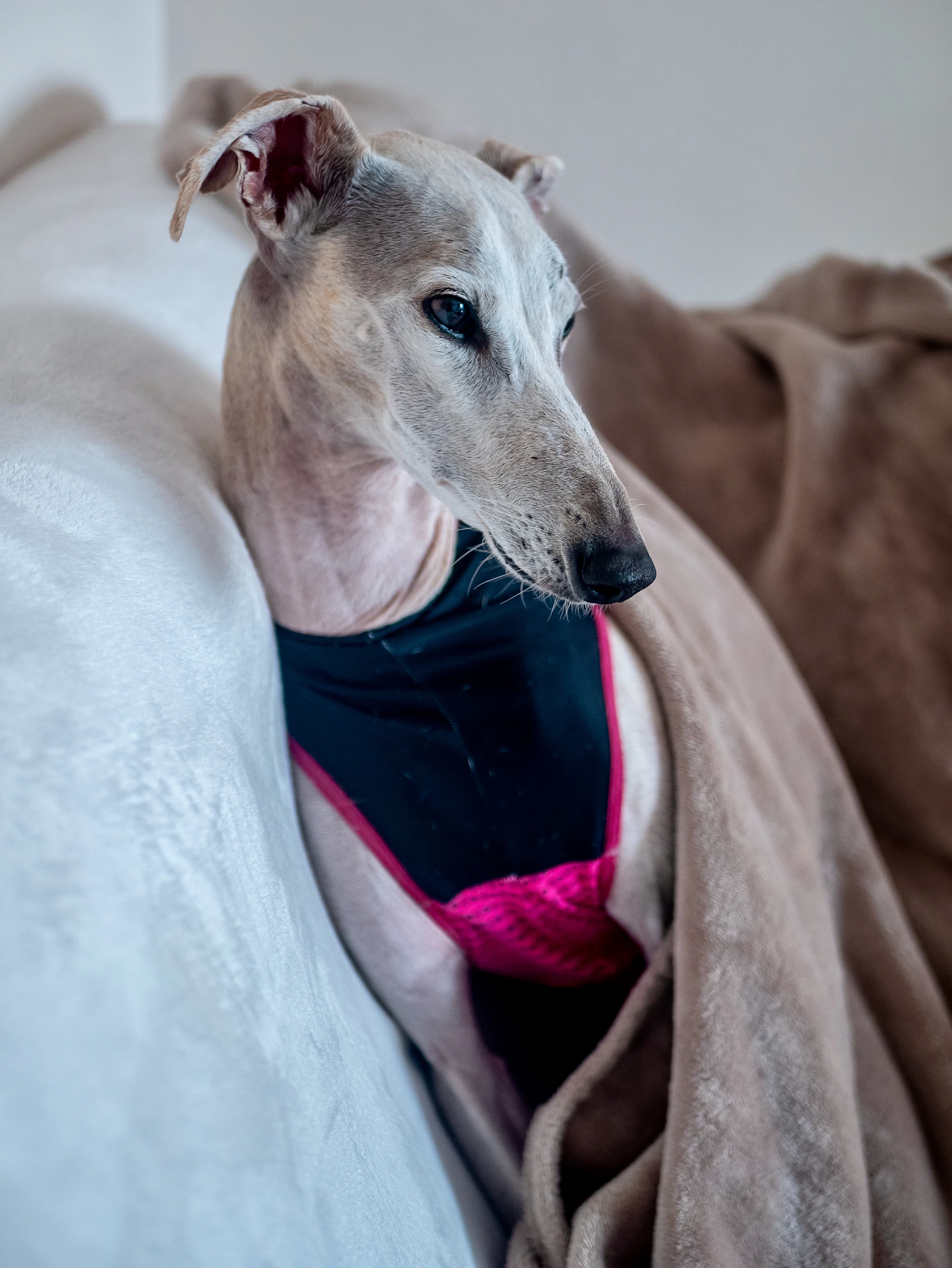 A gray greyhound in a fleece jacket resting on a sofa among blankets