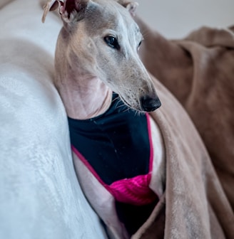 short-coated gray dog on sofa