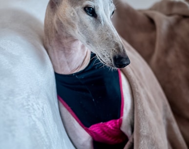 short-coated gray dog on sofa