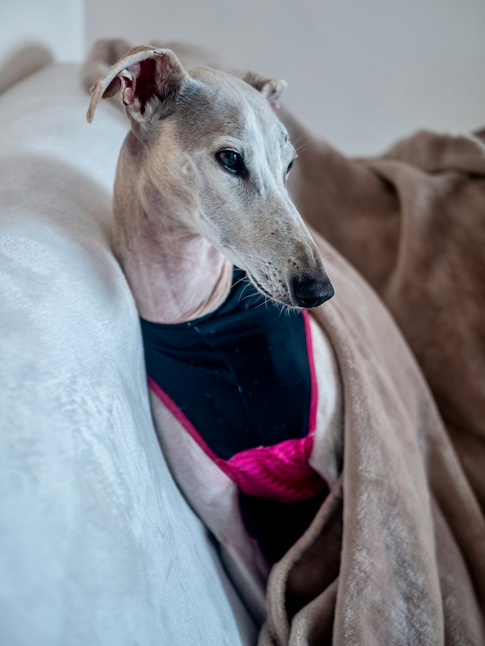 short-coated gray dog on sofa