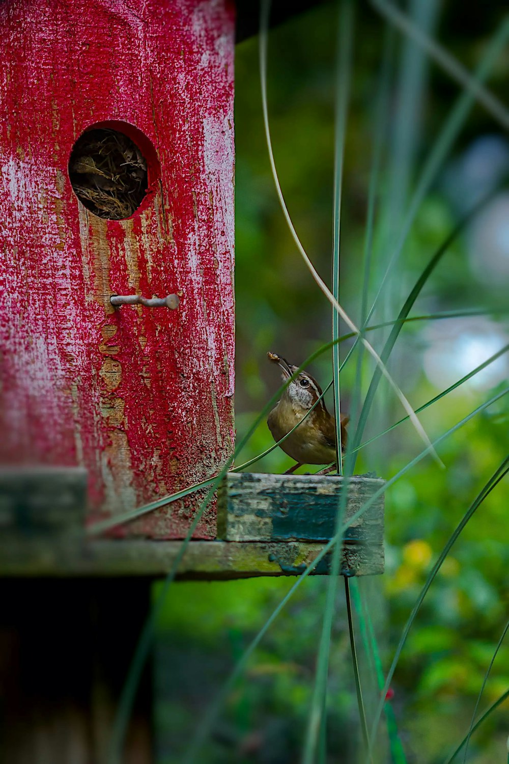 Selektive Fokusfotografie von braunen Vögeln in der Nähe von grünen Blattpflanzen