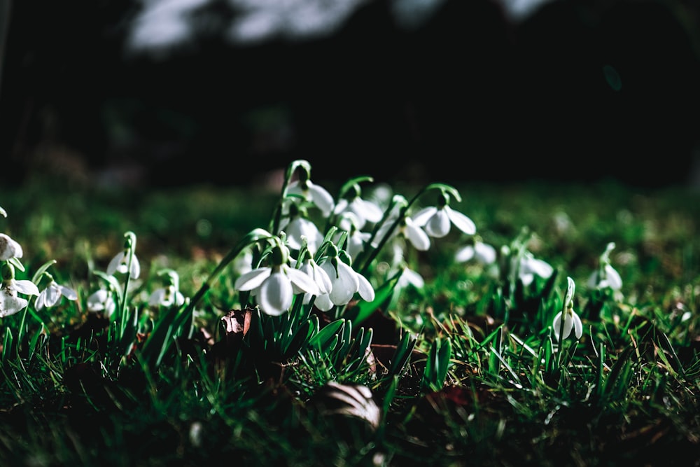 white petaled flower