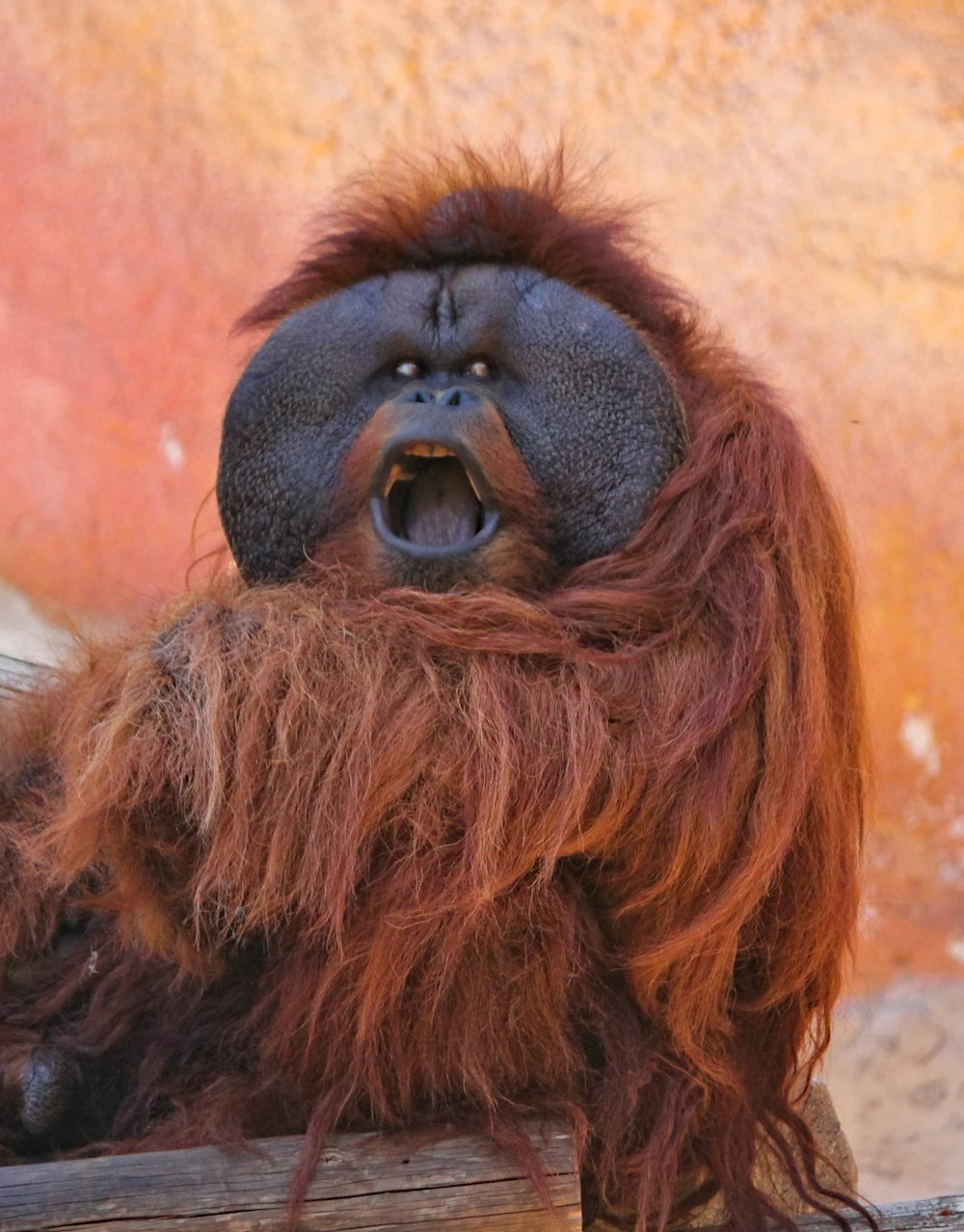 orangutan sitting on wood