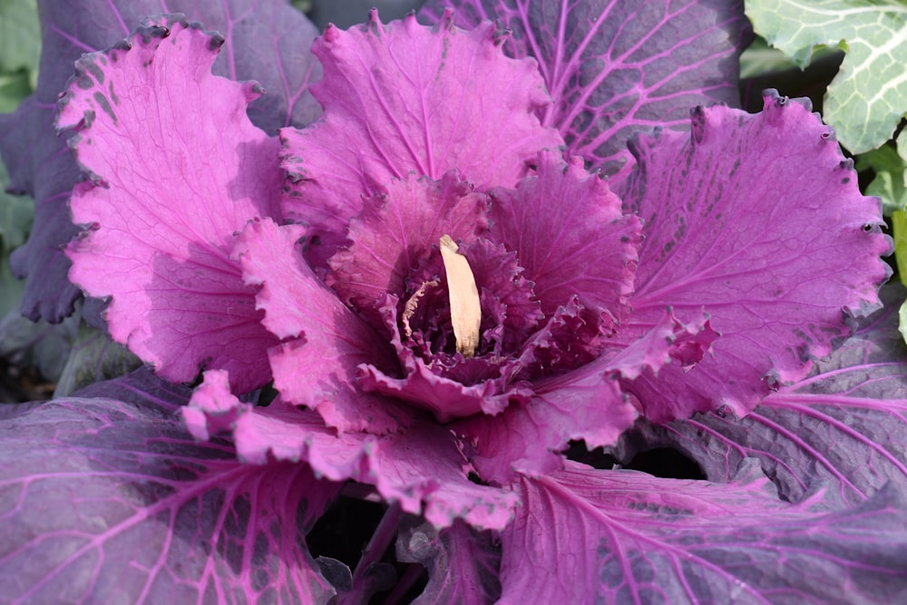 close up photography of purple plant at daytime