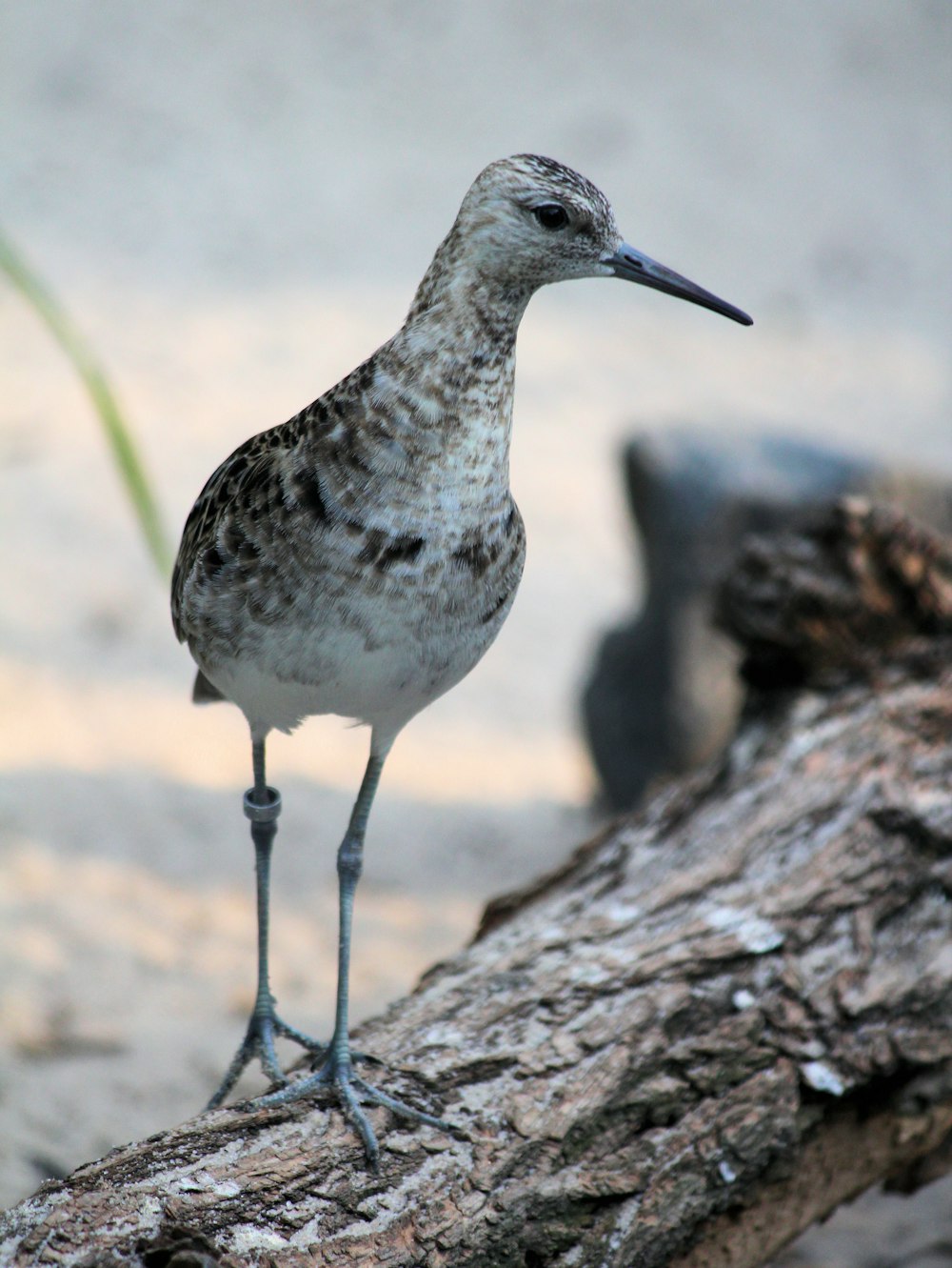 Pájaro en camión en fotografía de primer plano