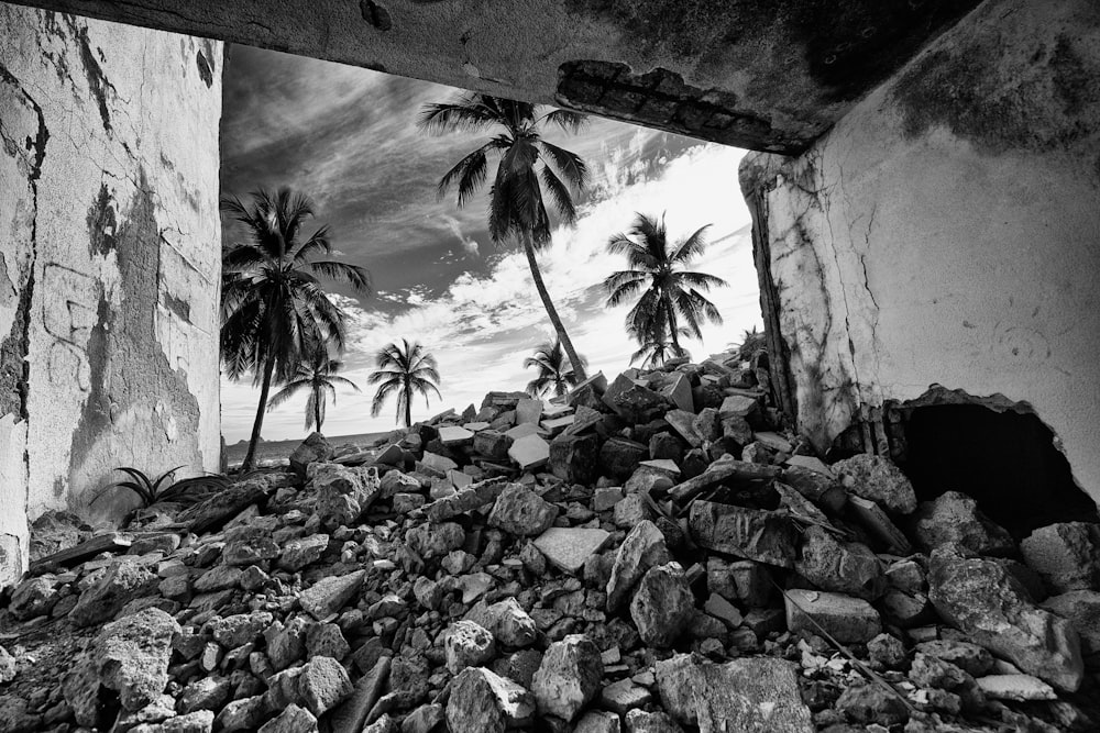 grayscale photo of rocks and palm trees
