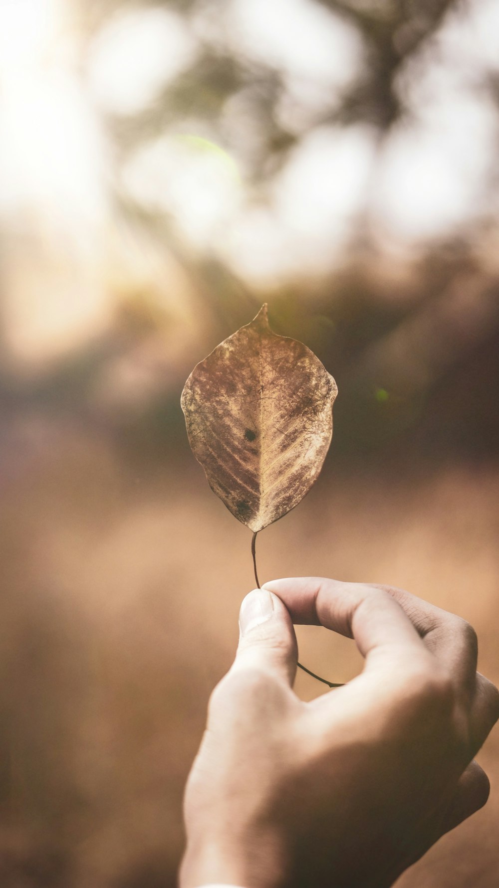 person holding dried leaf