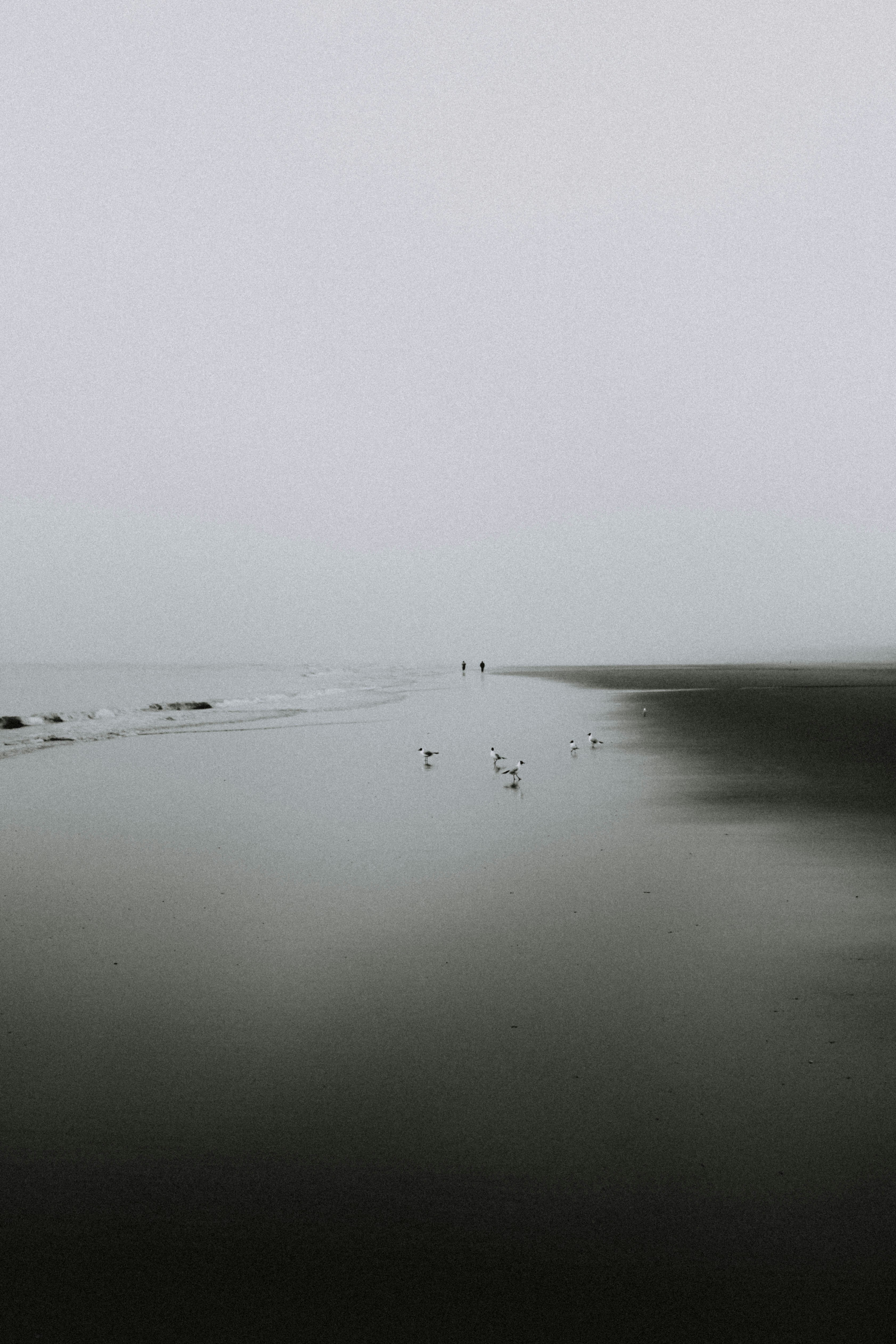 birds on shore under cloudy sky during daytime