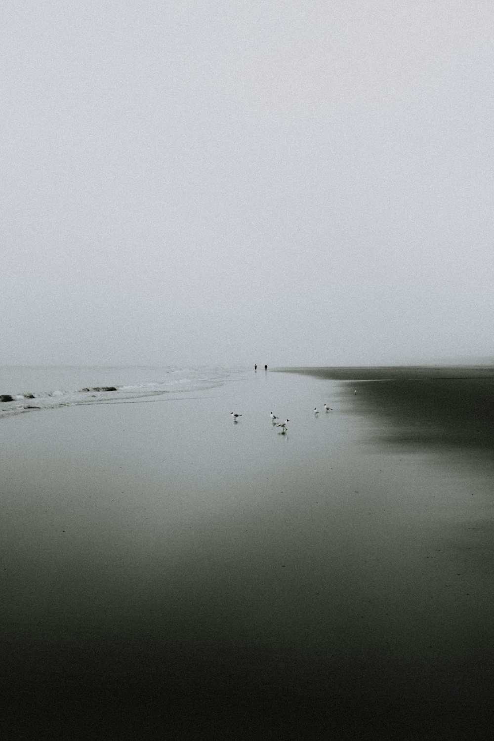 birds on shore under cloudy sky during daytime