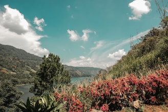 An album cover featuring a scenic landscape with musical notes.