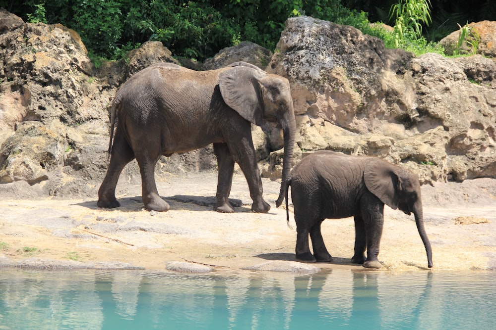 two gray elephants near shoreline during daytime