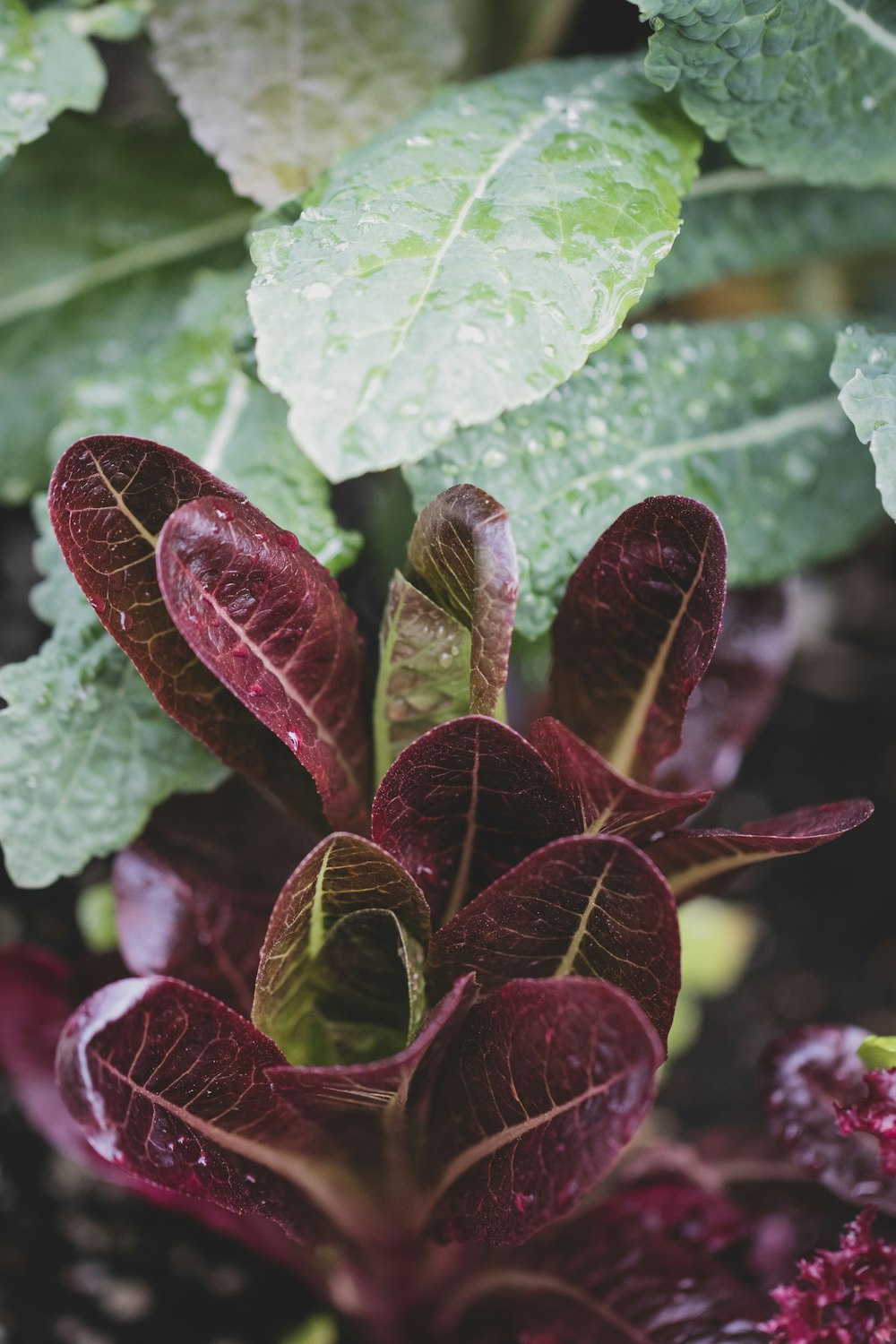 maroon and green leaves