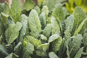 Kale Organik Segar