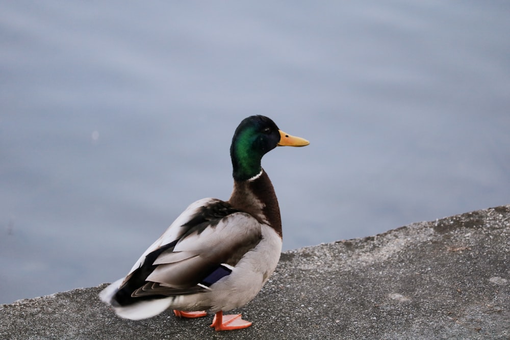 gray and green mallard duck