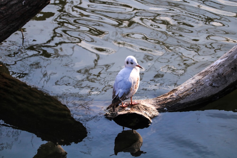 white bird standing on tree log near body of water