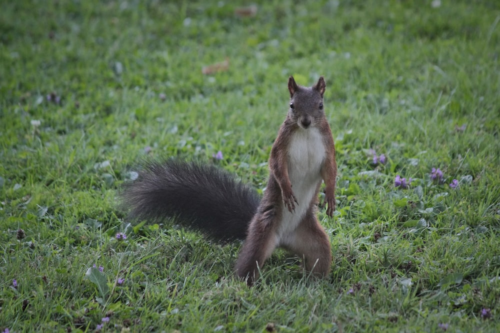 brown squirrel