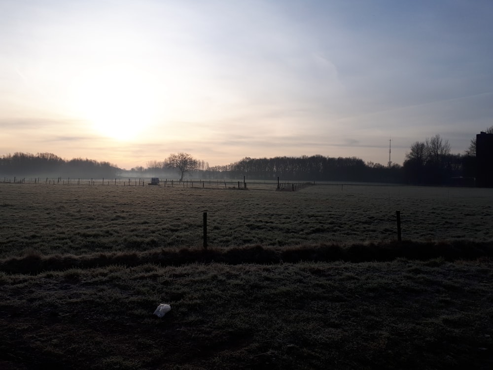 green grass field during daytime