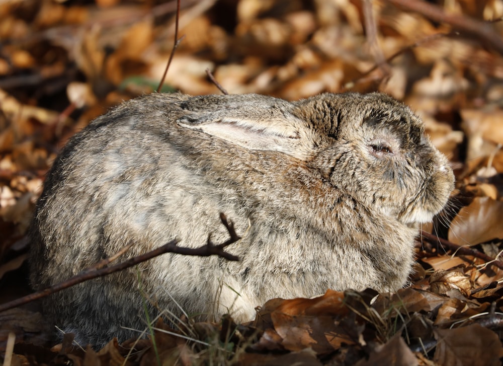 grey rodent on ground