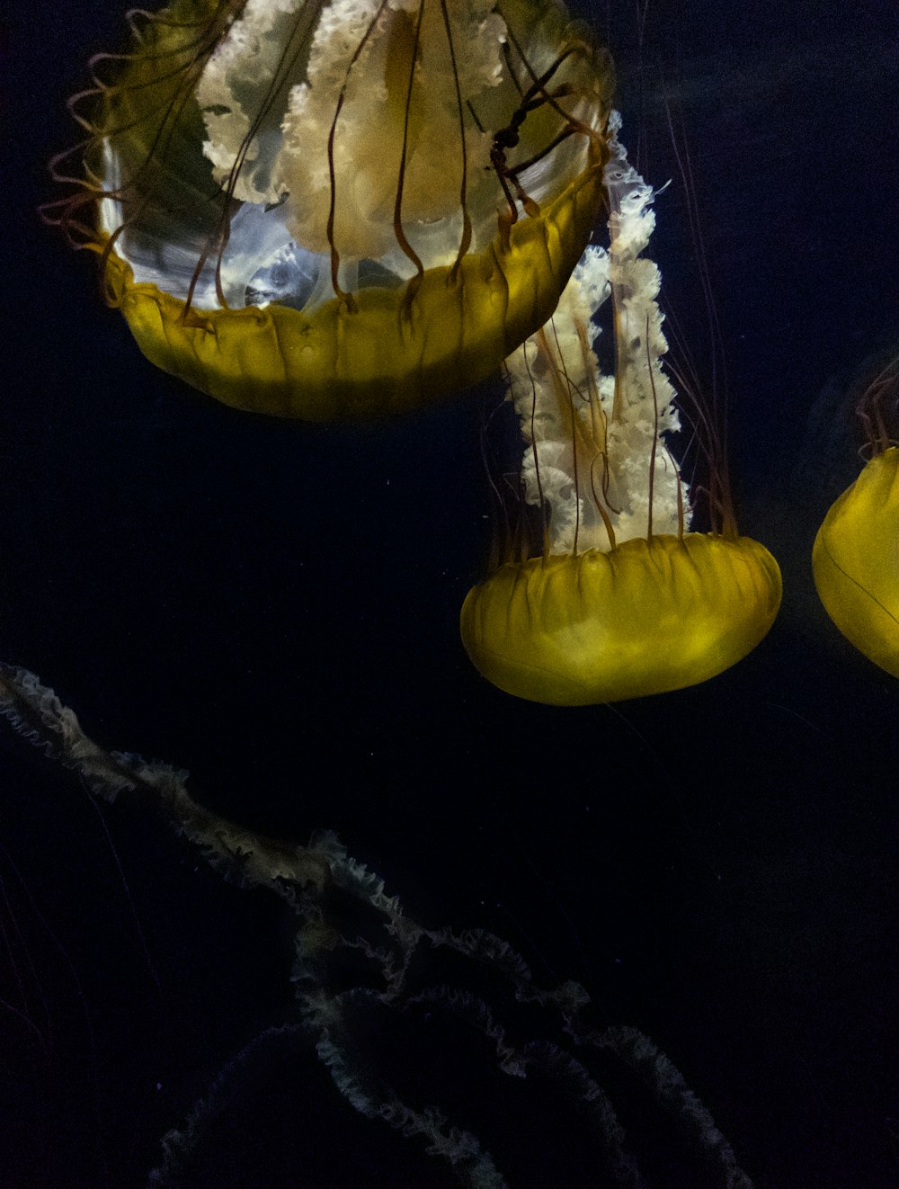 brown jellyfish