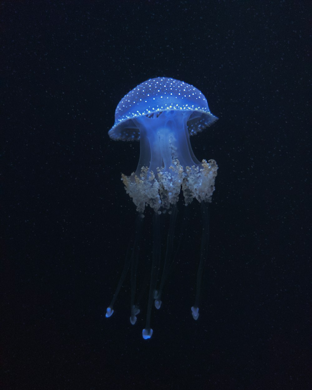 blue and white jelly fish