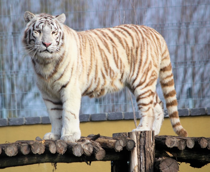 10 Lines on White Tiger in English, Few Lines on White Tiger