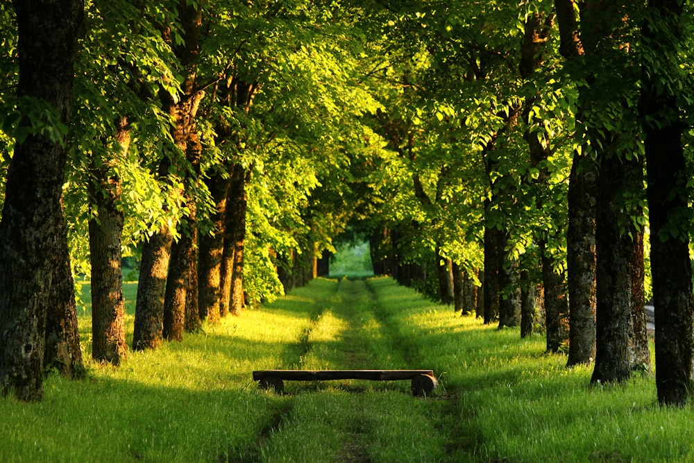 bench between trees