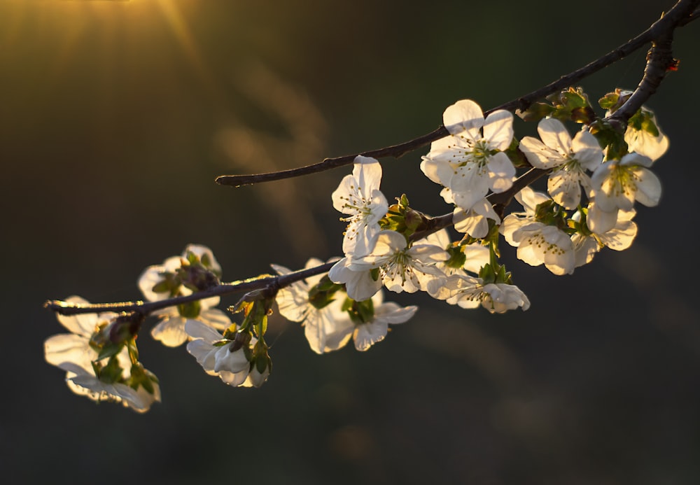 white-petaled flowers