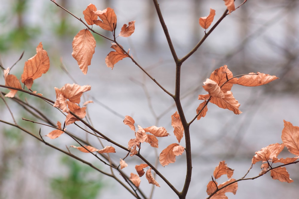 brown-leafed tree