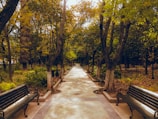 An inviting pathway lined with trees and benches for relaxation.