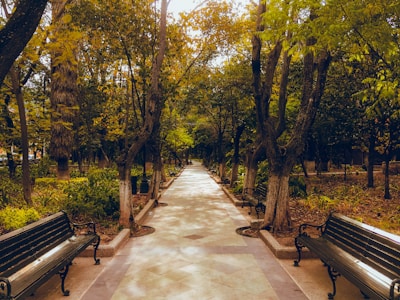 An inviting pathway lined with trees and benches for relaxation.