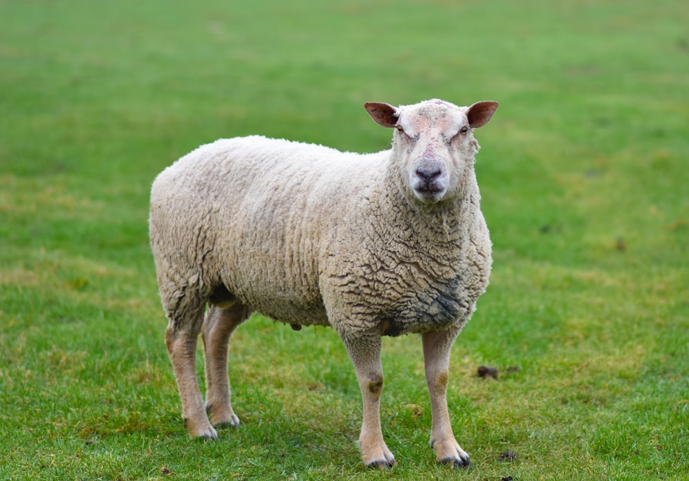 white sheep standing on green grass