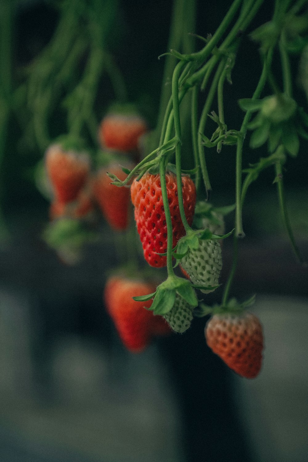 red strawberries