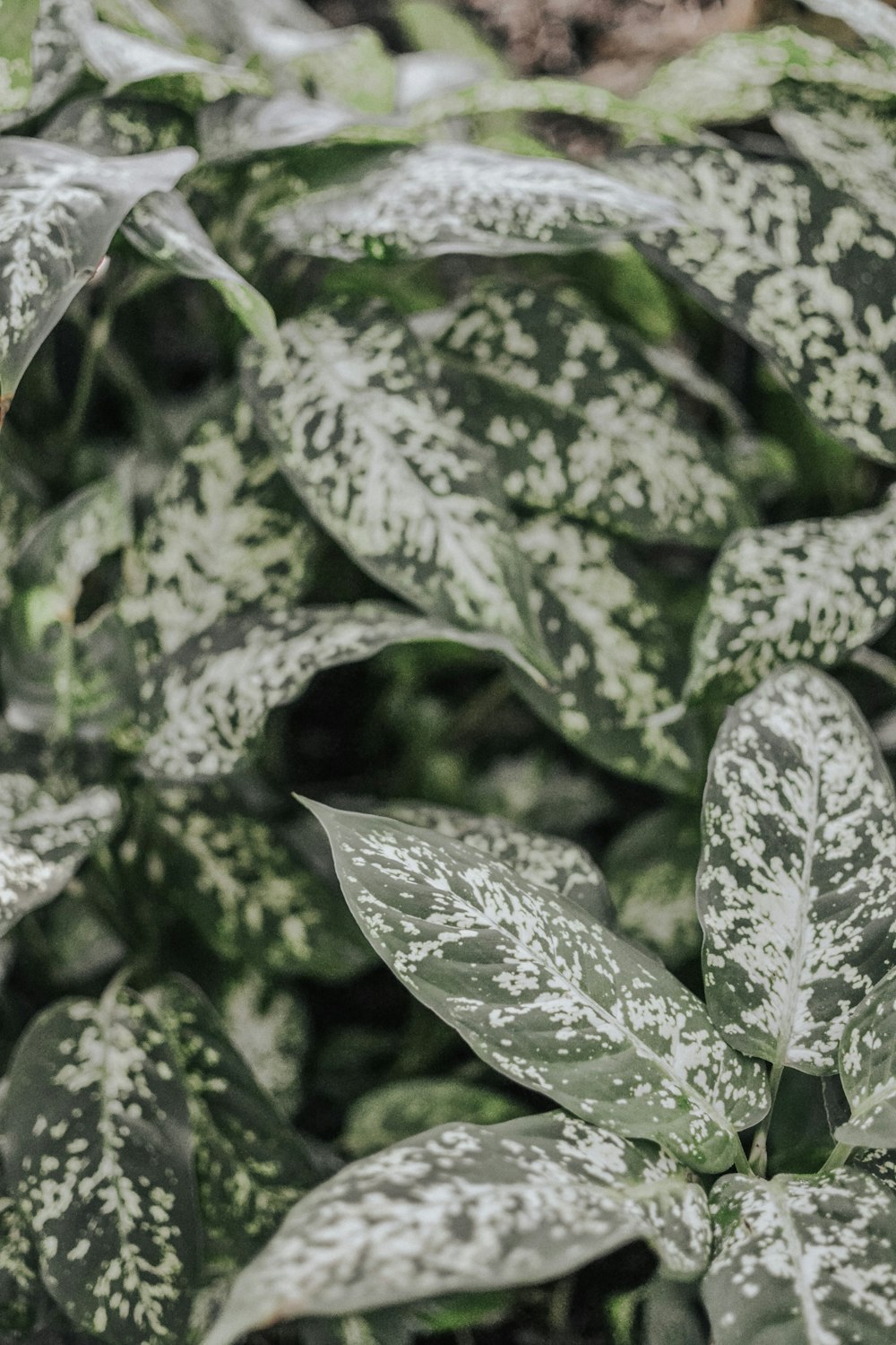 shallow focus photo of dumbcane plants