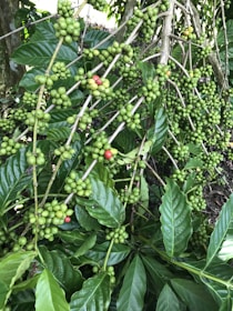 A coffee plant laden with green berries, some of which have started turning red, is nestled among lush, broad green leaves. The plant's branches are densely covered with these berries, indicating a healthy crop. Sunlight filters through the foliage, creating a serene and natural atmosphere.