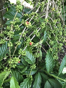 A coffee plant laden with green berries, some of which have started turning red, is nestled among lush, broad green leaves. The plant's branches are densely covered with these berries, indicating a healthy crop. Sunlight filters through the foliage, creating a serene and natural atmosphere.