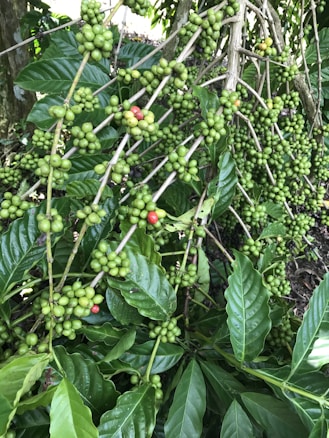 A coffee plant laden with green berries, some of which have started turning red, is nestled among lush, broad green leaves. The plant's branches are densely covered with these berries, indicating a healthy crop. Sunlight filters through the foliage, creating a serene and natural atmosphere.