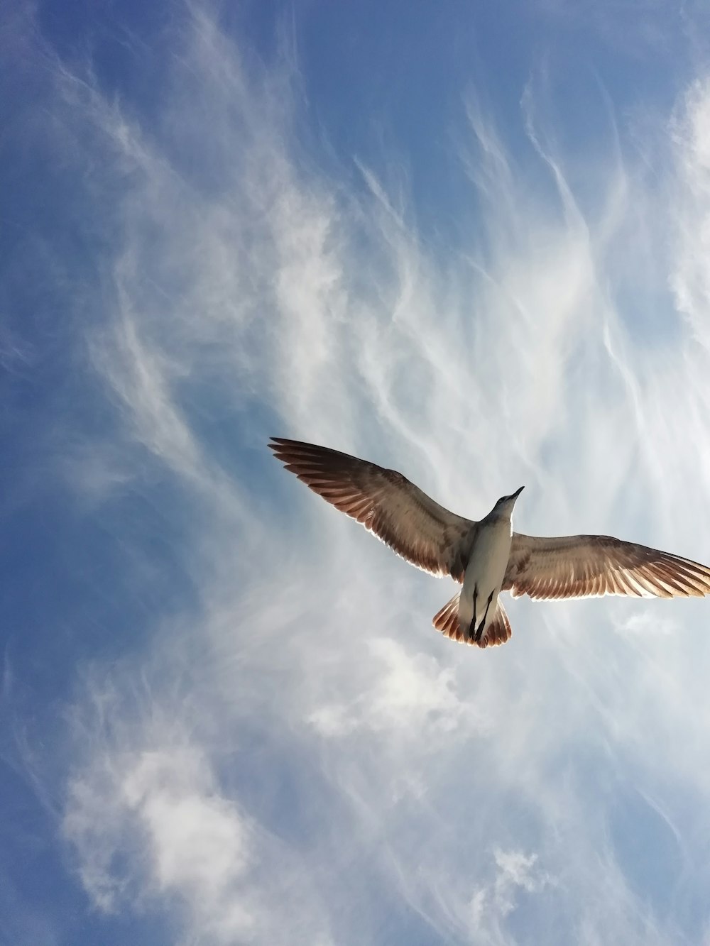 flying white and brown eagle at daytime