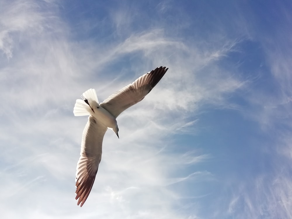 white seagull on flight