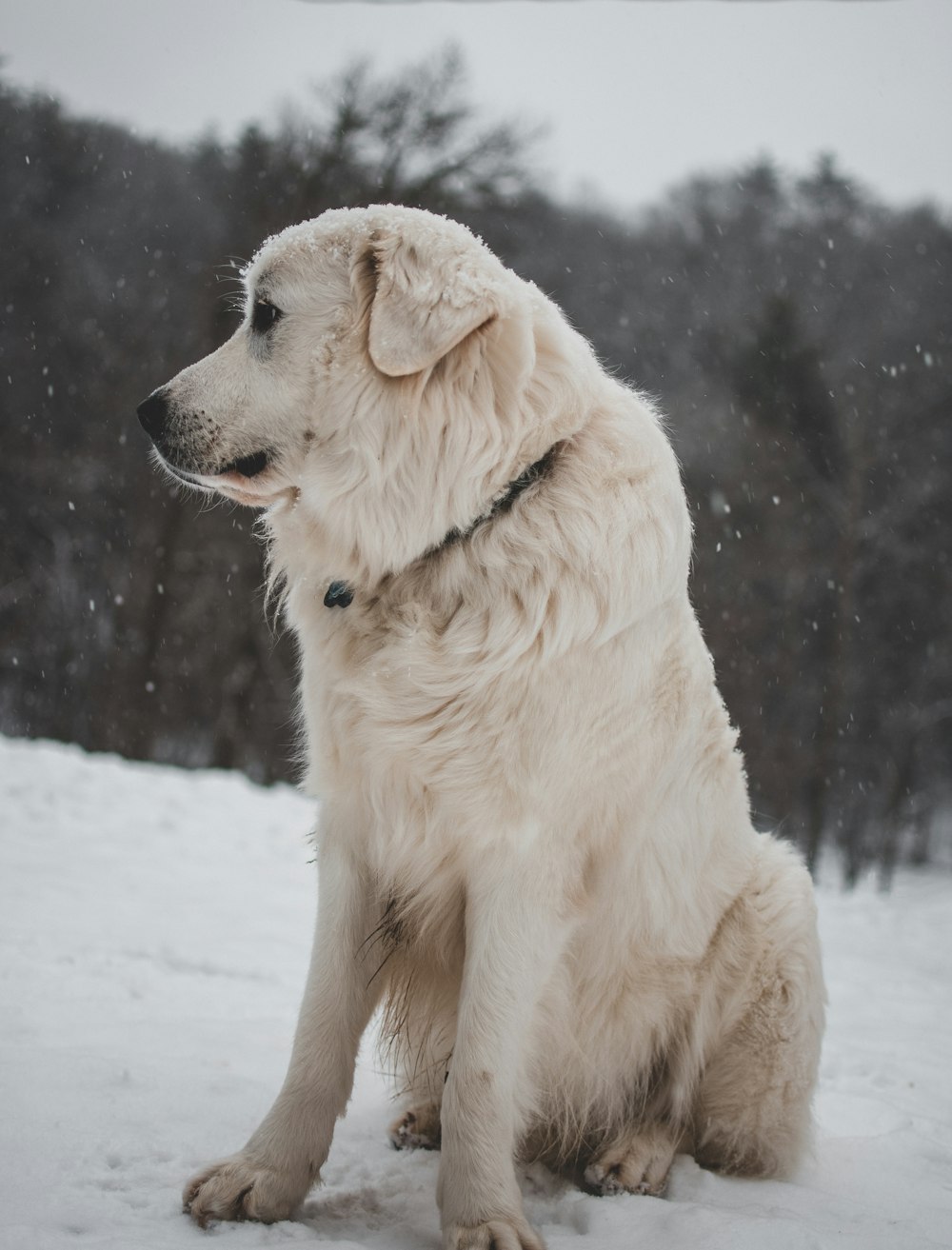 white coated dog sitting on icy surface