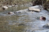 A shallow, clear stream flows gently over rocks and pebbles. The stream is surrounded by a natural environment with hints of green vegetation and soil. The water surface has small ripples, indicating a gentle current. Larger flat rocks are positioned prominently within the stream.