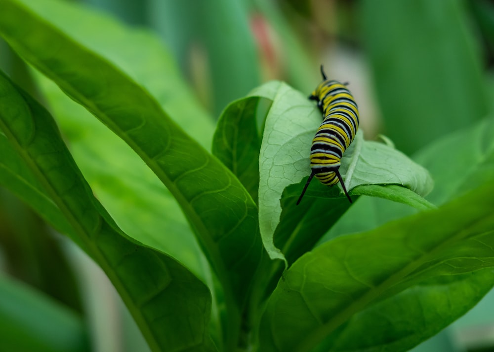 bruco monarca su pianta verde