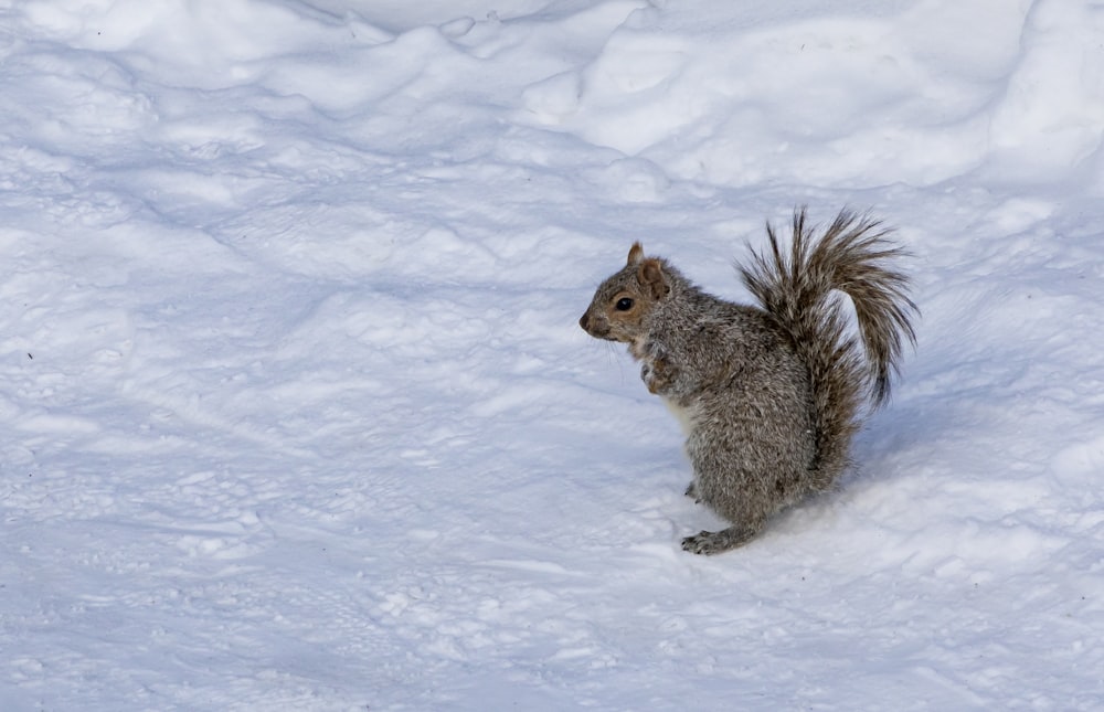 brown squirrel