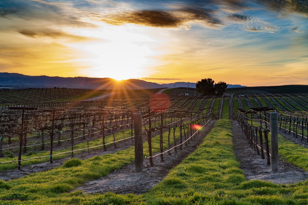 Paso Robles vineyard