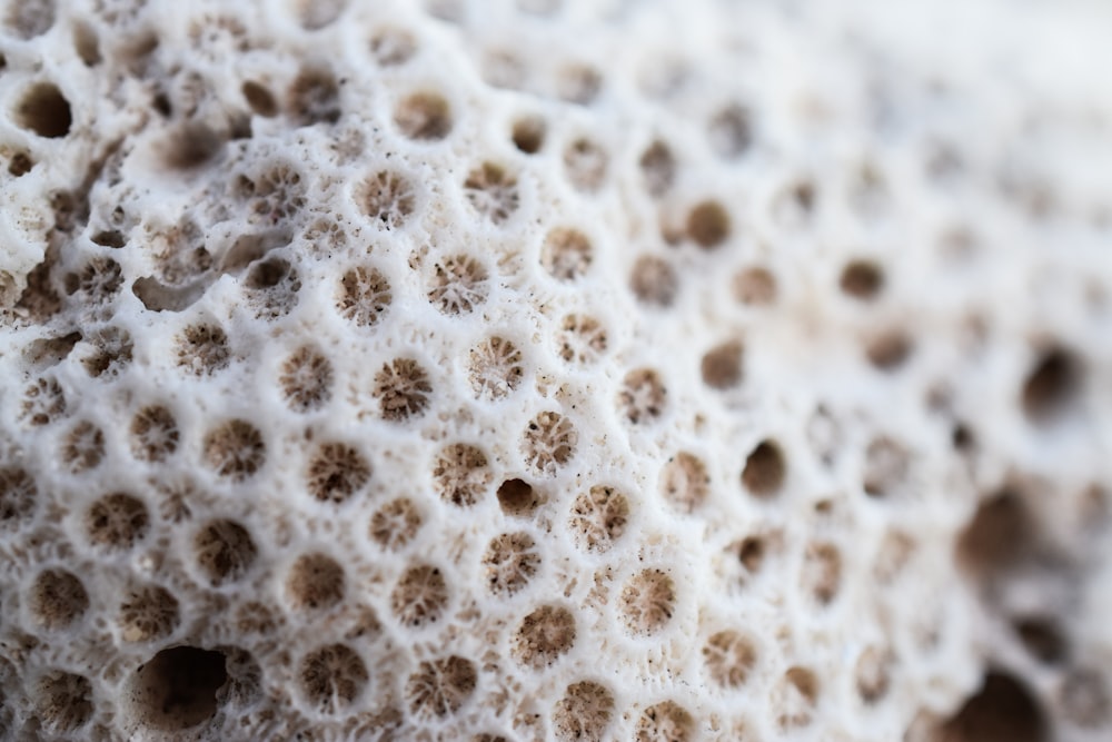 a close up of a rock with small holes in it